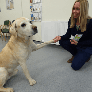Labrador shaking hands