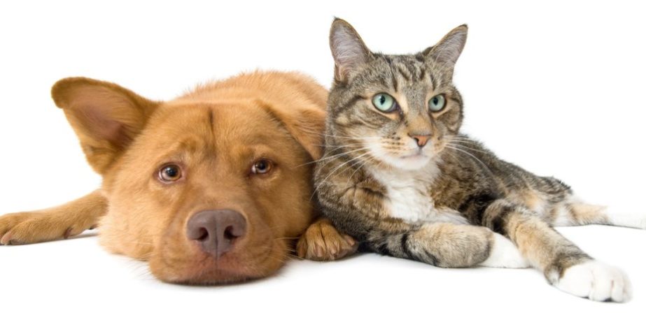 Dog-Cat Dog-Cat