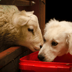 Sheep and dog