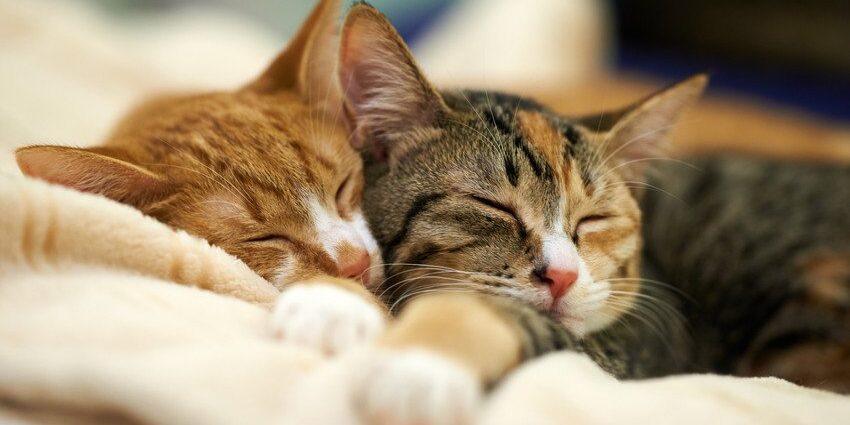 cats sleeping