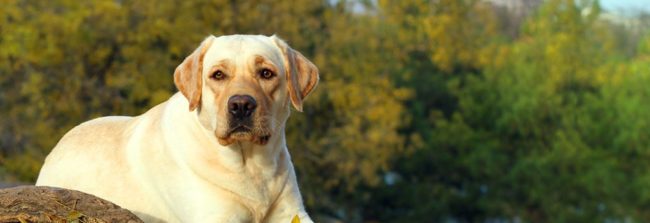 banner-lab-lifeline-website banner-lab-lifeline-website