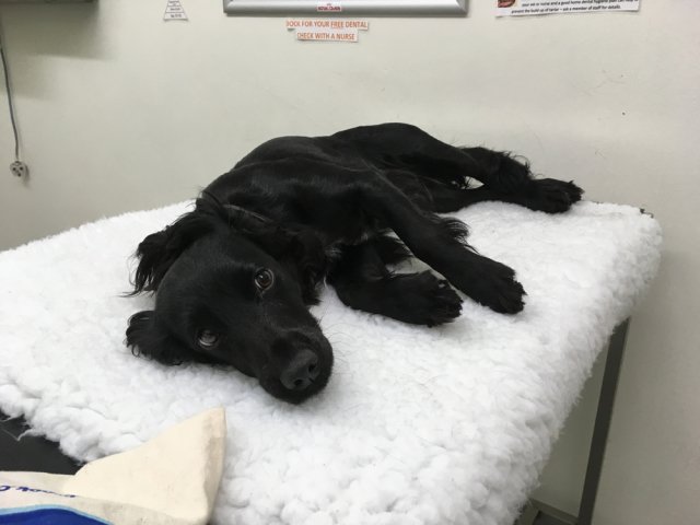 image-acupuncture-6 Dog at the vet