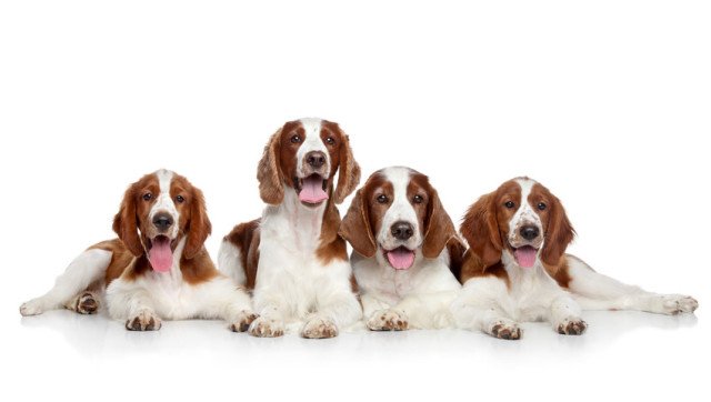 mvc-003 Four dogs
