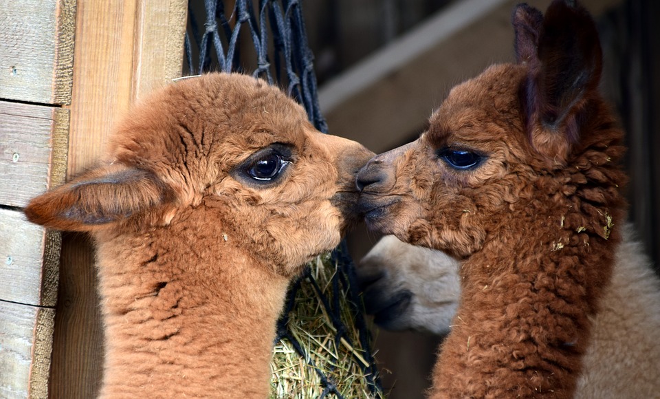 Alpacas: Wonderful Creatures That Need Specific Care. They Are Not Just Funny Looking Sheep That Spit!