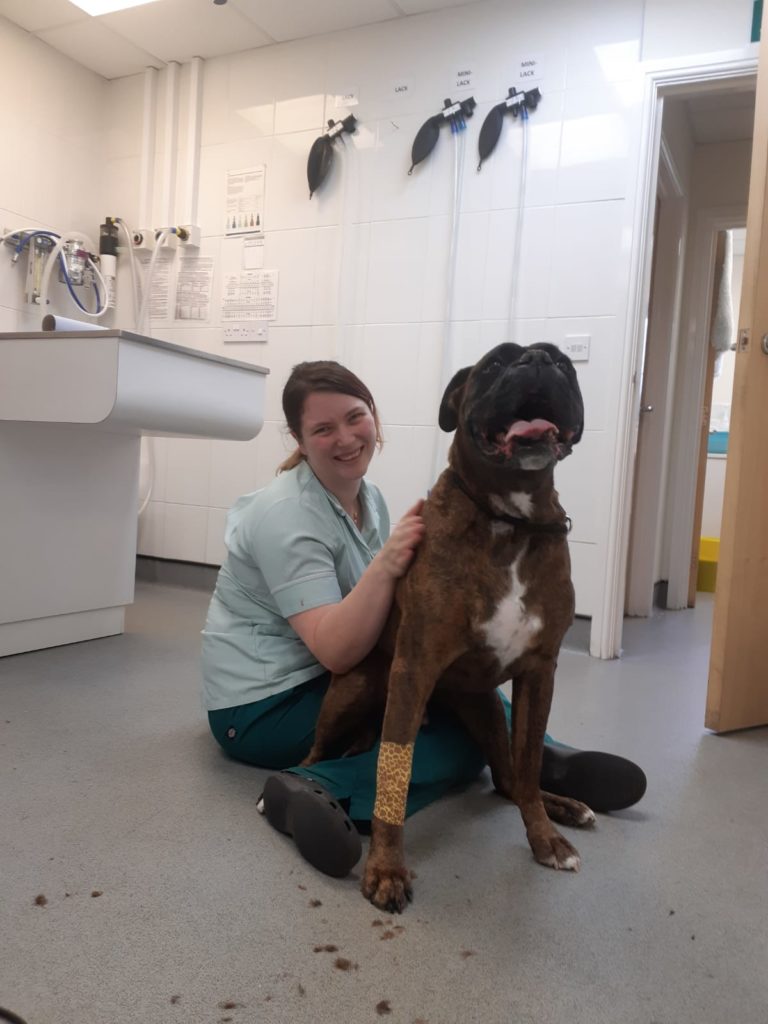 An Ode To Our Veterinary Nurses By Rachel Parkes The Minster