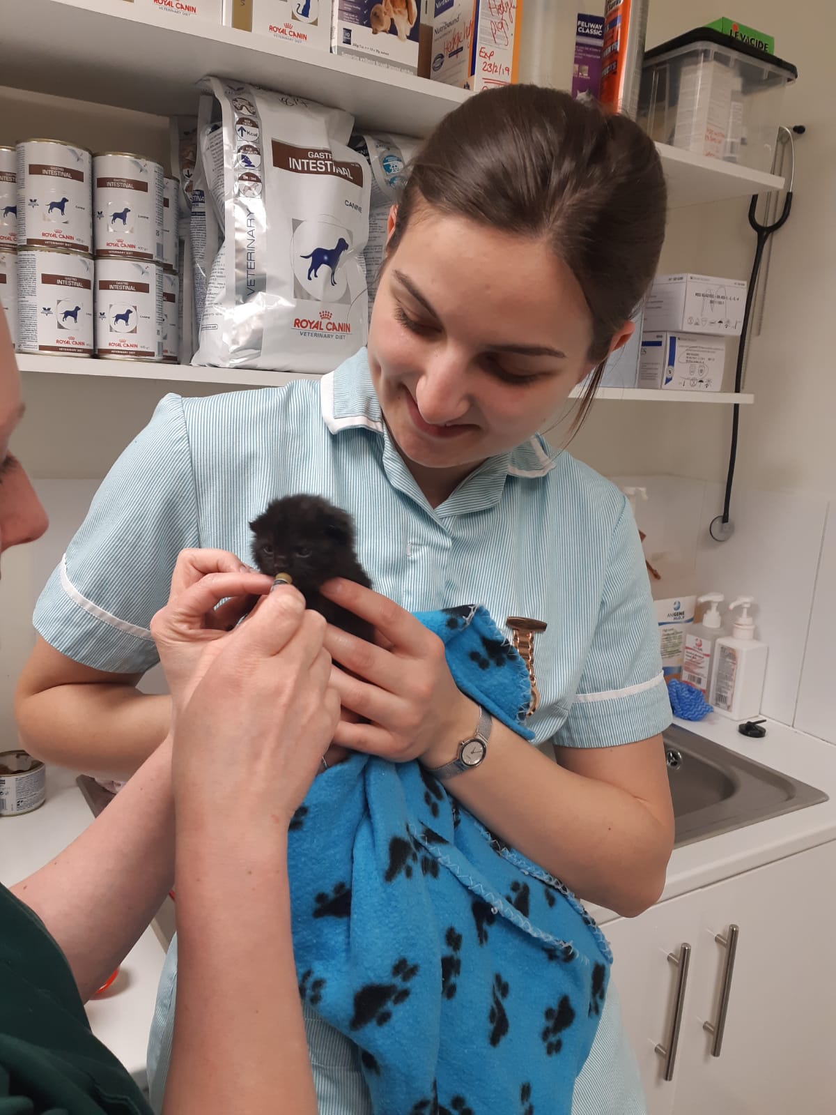 An Ode To Our Veterinary Nurses By Rachel Parkes The Minster