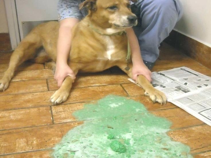 dog throwing up green