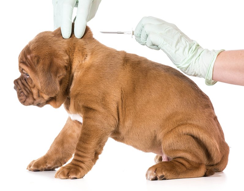 Puppy being vaccinated
