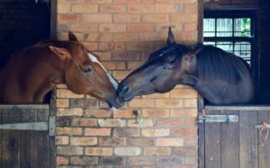 horses kissing